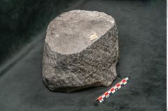 Foto (Seitenansicht) von Knorria imbricata Sternbg. (NHMW-GEO-2024-0188-11227)